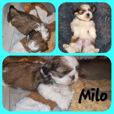 Milo