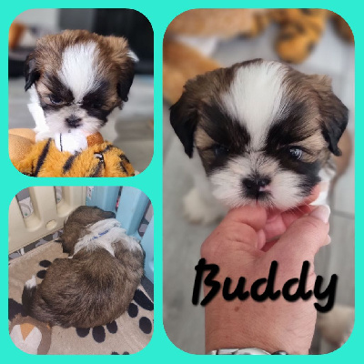 Buddy