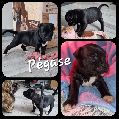 Pégase