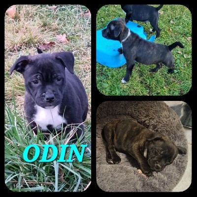 Odin