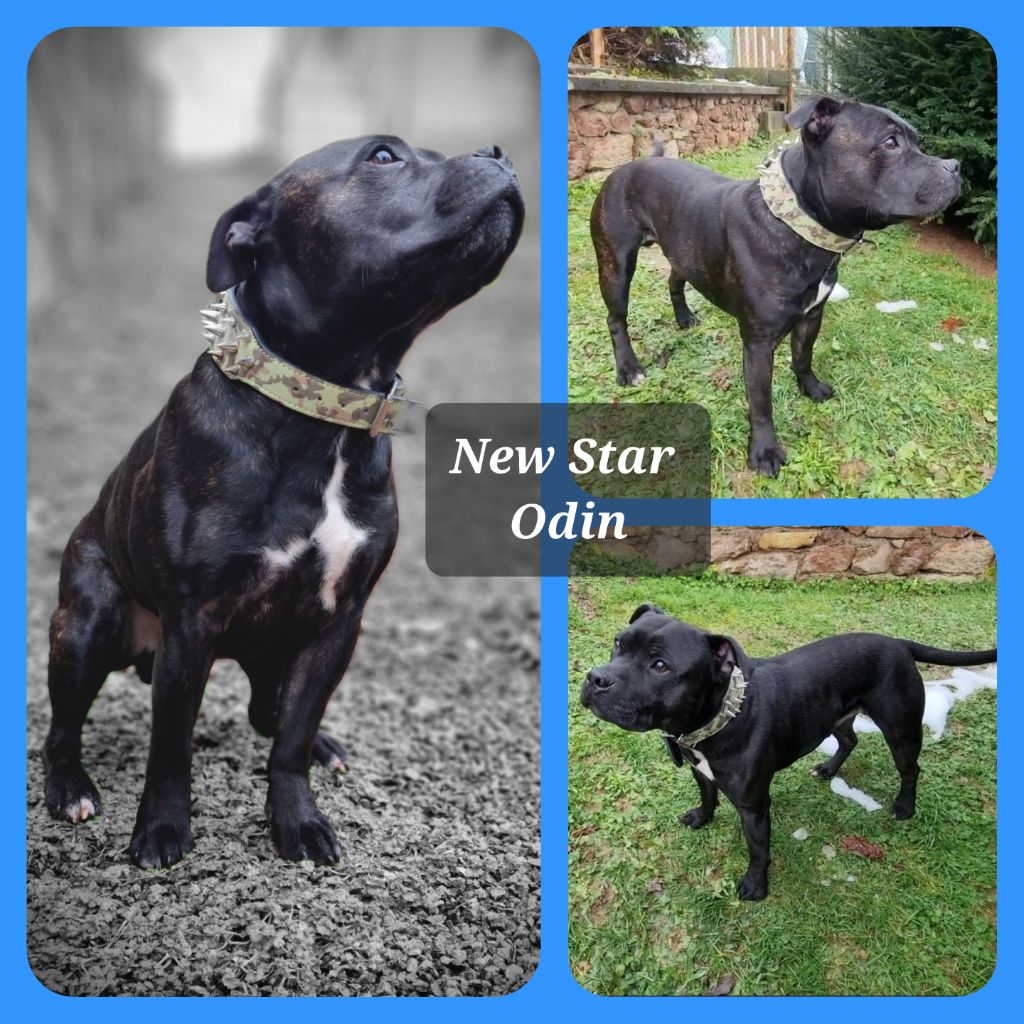 New star dit odin Du Castel Des Petits Coeurs