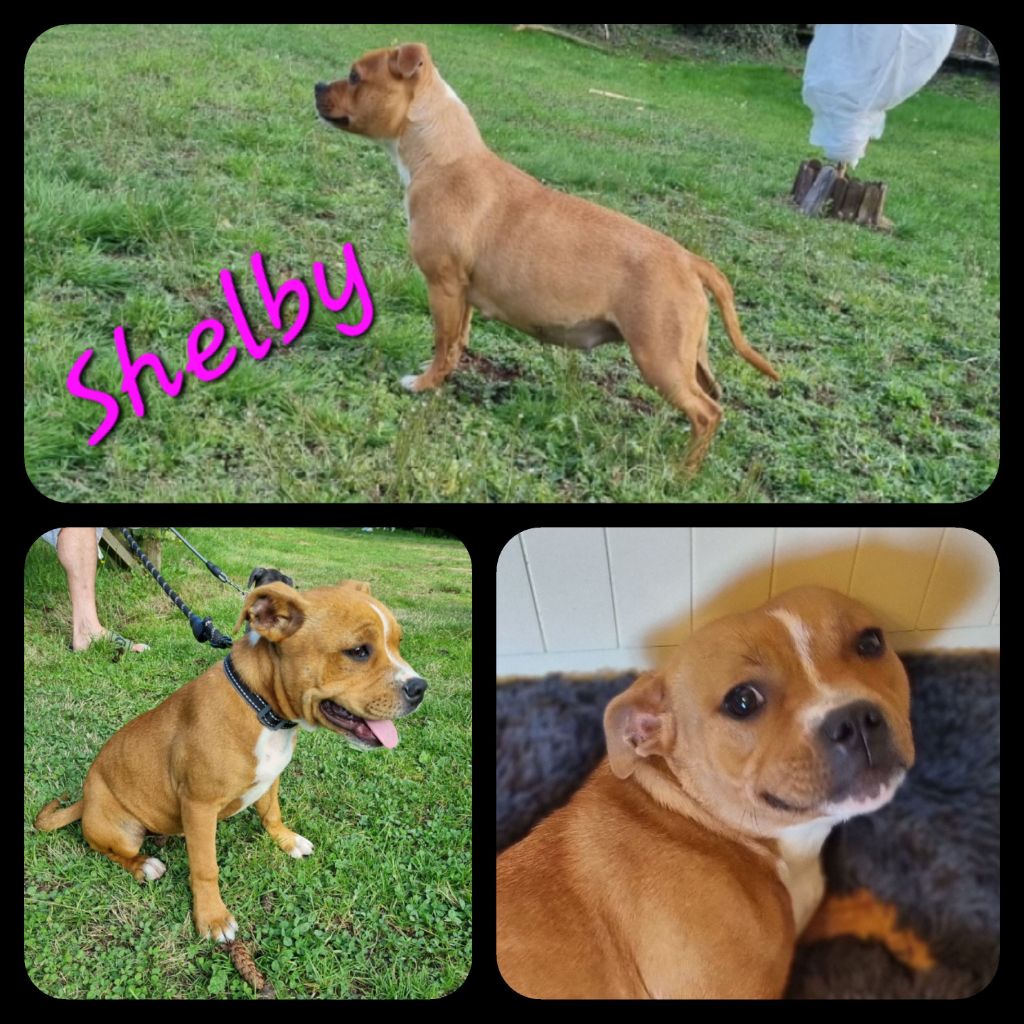 Shelby Du Castel Des Petits Coeurs