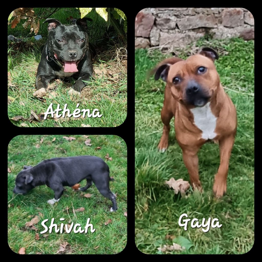 3 Femelle staffie à adopter. 3 et 4 ans.