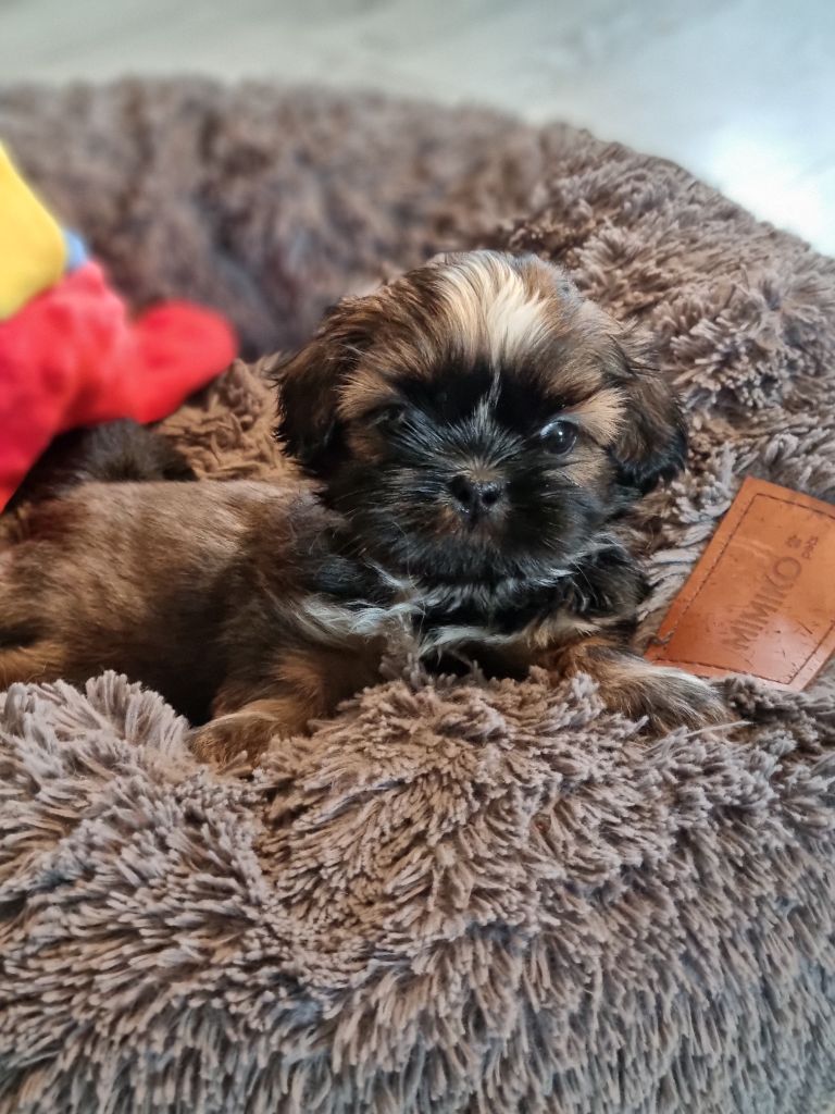 The Dream Of Phoenix - Chiots disponibles - Shih Tzu