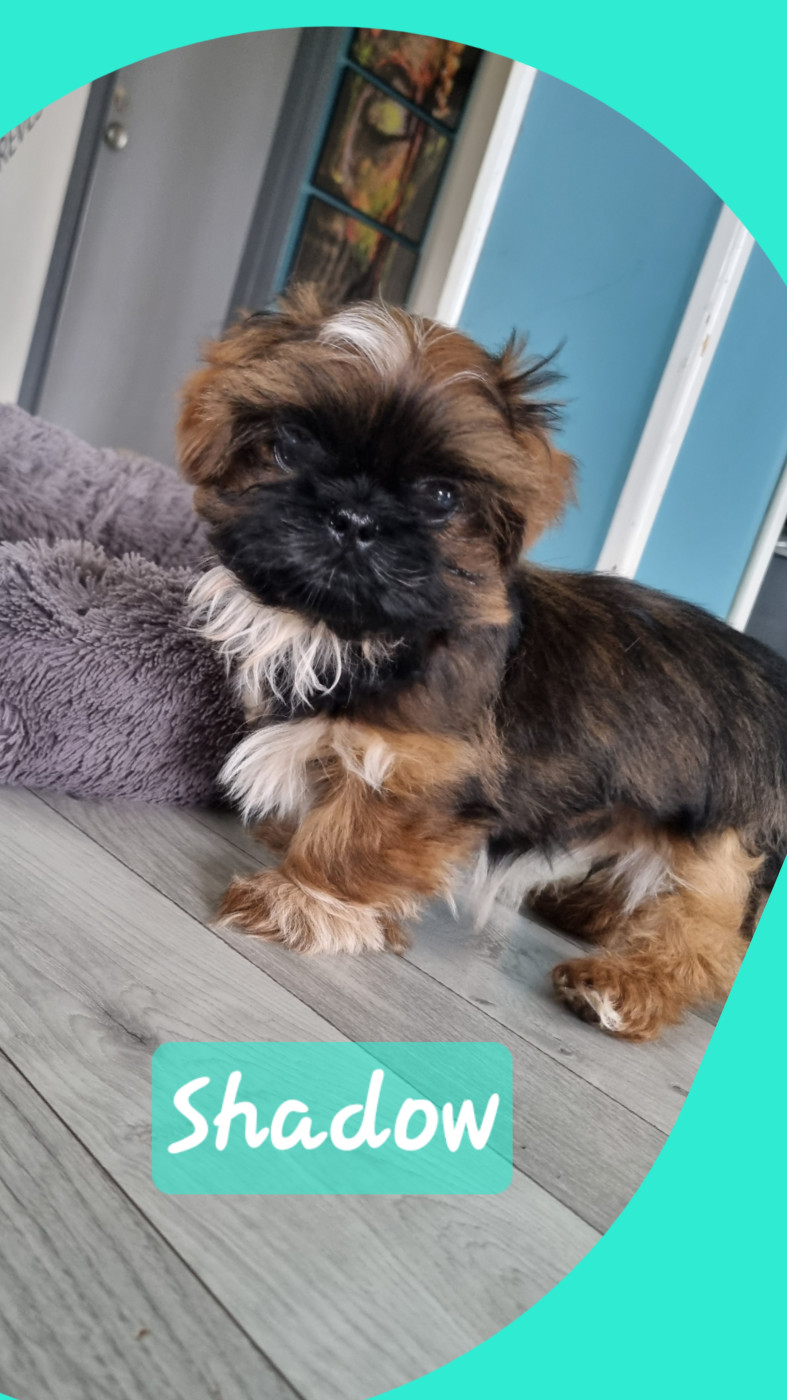 The Dream Of Phoenix - Chiots disponibles - Shih Tzu