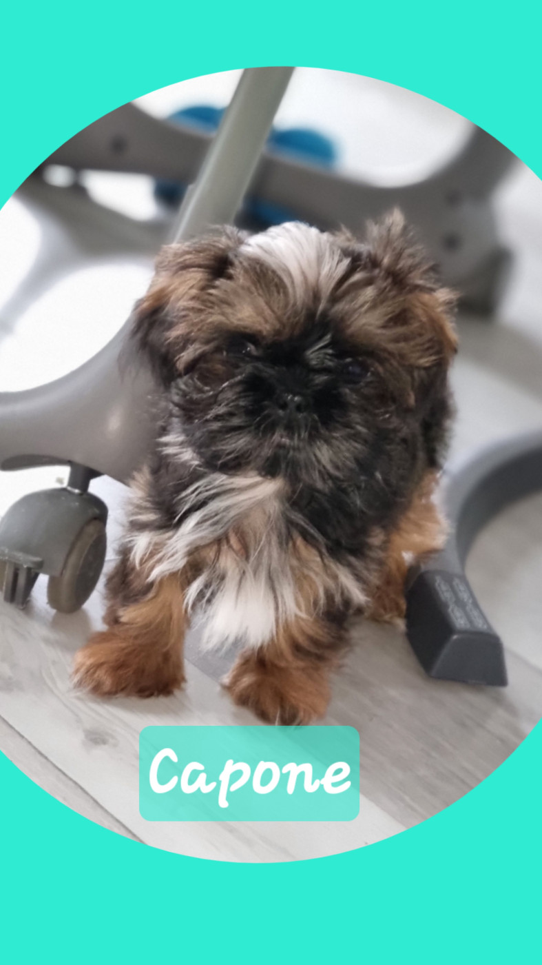 The Dream Of Phoenix - Chiots disponibles - Shih Tzu