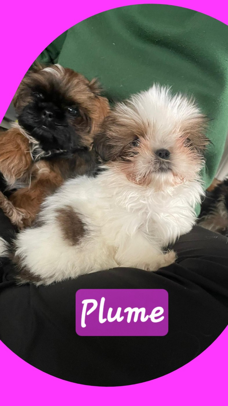 The Dream Of Phoenix - Chiots disponibles - Shih Tzu