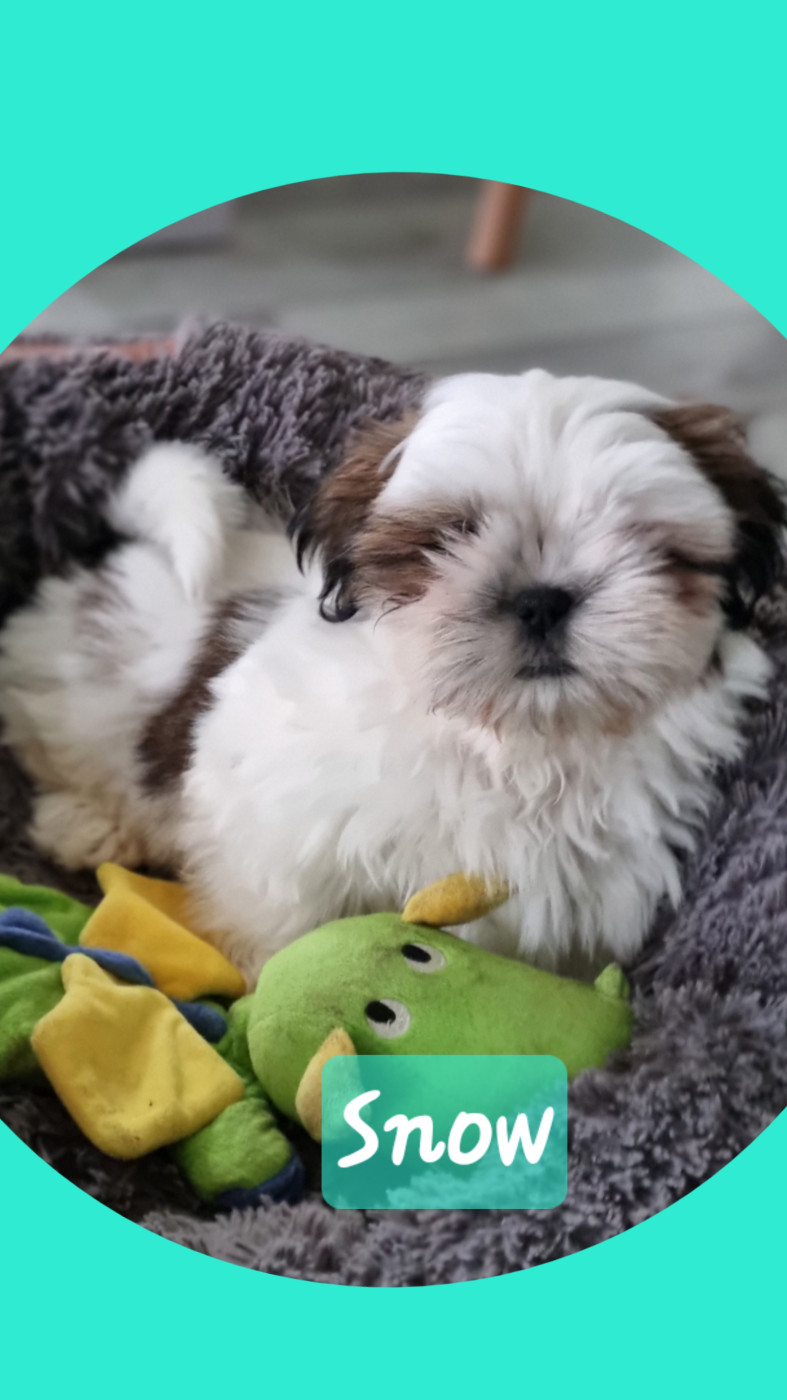 The Dream Of Phoenix - Shih Tzu - Portée née le 14/10/2025