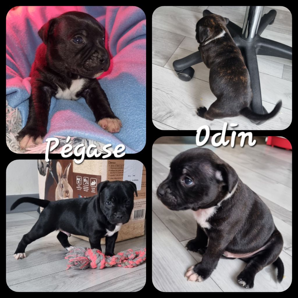 The Dream Of Phoenix - Staffordshire Bull Terrier - Portée née le 05/12/2023