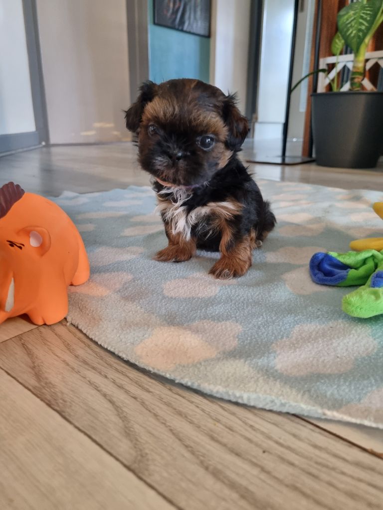 The Dream Of Phoenix - Chiots disponibles - Shih Tzu