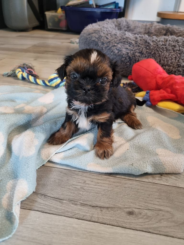 The Dream Of Phoenix - Chiots disponibles - Shih Tzu