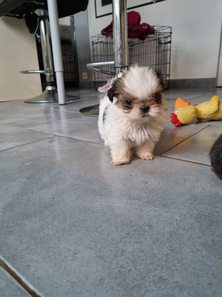 The Dream Of Phoenix - Chiots disponibles - Shih Tzu