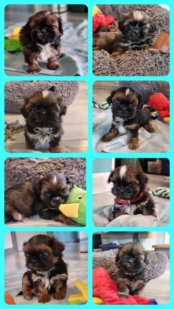 Chiot Shih Tzu The Dream Of Phoenix