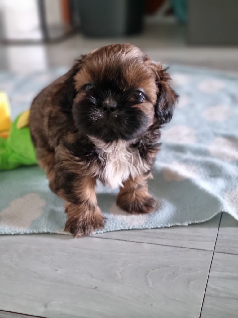 The Dream Of Phoenix - Chiots disponibles - Shih Tzu