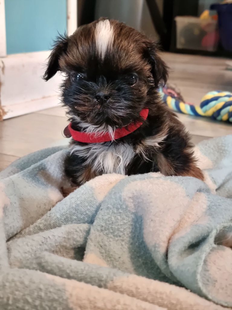 The Dream Of Phoenix - Chiots disponibles - Shih Tzu