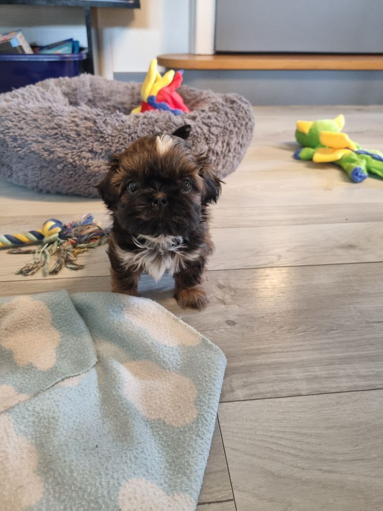 The Dream Of Phoenix - Chiots disponibles - Shih Tzu