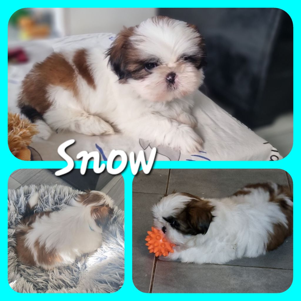 The Dream Of Phoenix - Shih Tzu - Portée née le 17/09/2024