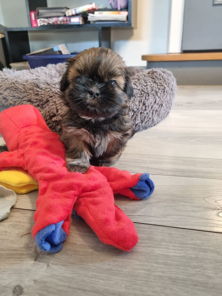 The Dream Of Phoenix - Chiots disponibles - Shih Tzu